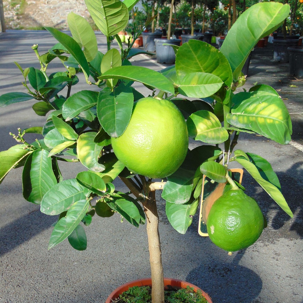 CITRUS AURANTIUM (POMELO) - DEMI TIGE