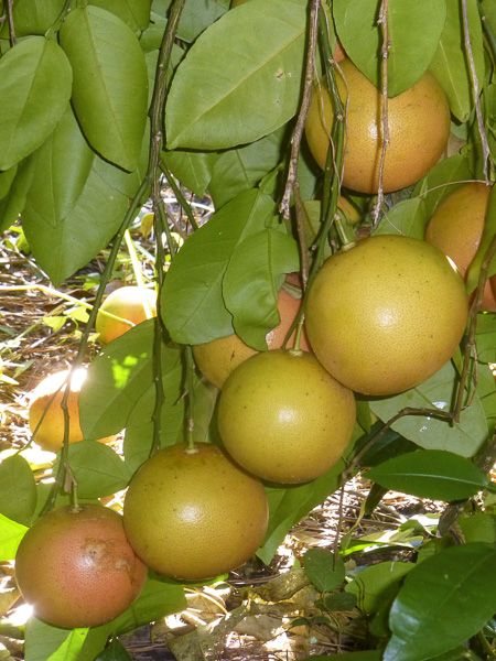 CITRUS AURANTIUM (POMELO) - TIGE