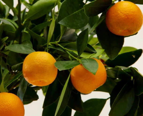 CITRUS AUSTRALASICA - QUART TIGE