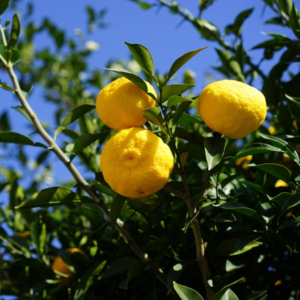 CITRUS JUNO (YUZU) - DEMI TIGE