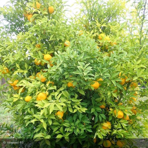 CITRUS JUNOS (YUZU)