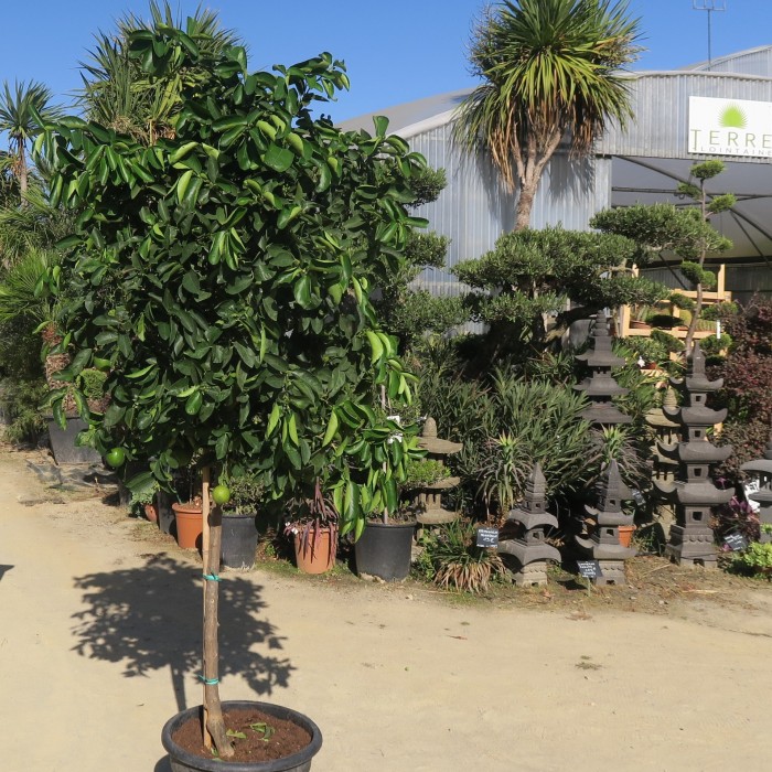 [3185] CITRUS LATIFOLIA (CITRON VERT) - DEMI TIGE (Persistant, 3 à 5 m)