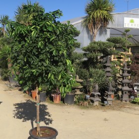 CITRUS LATIFOLIA TAHITI - DEMI TIGE
