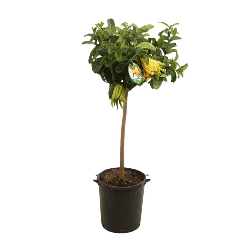 CITRUS MEDICA (MAIN DE BUDDHA) - DEMI TIGE