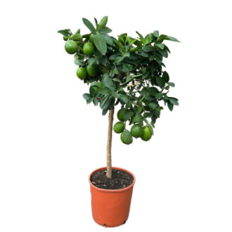 CITRUS MEYERI - DEMI TIGE