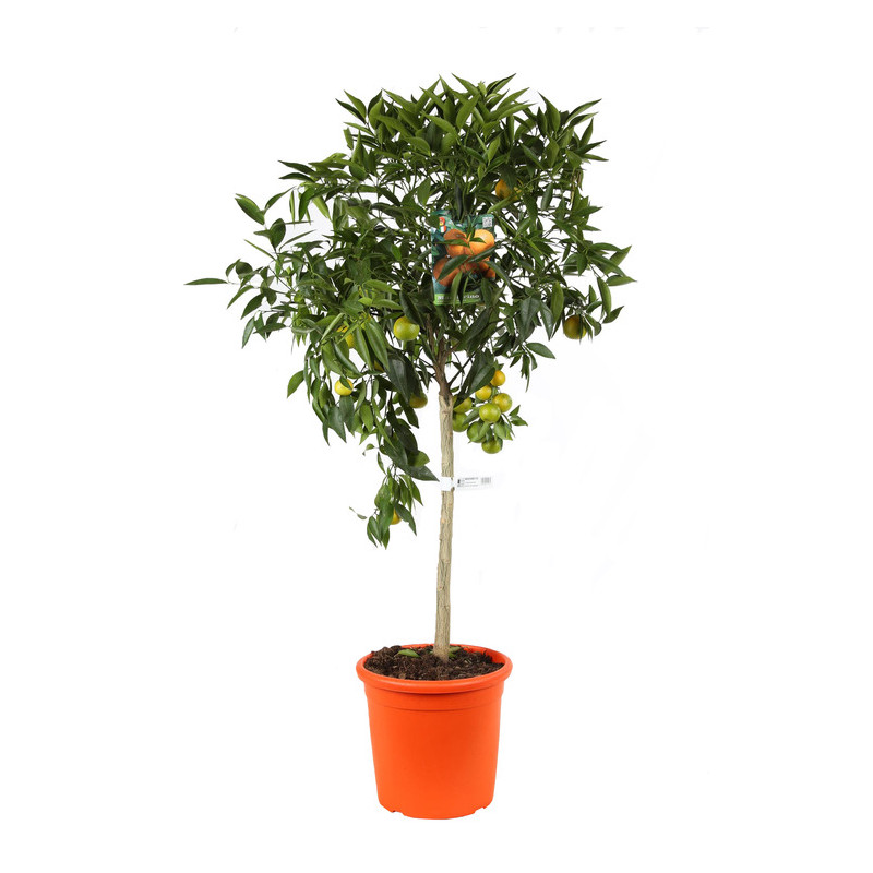 CITRUS RETICULATA (MANDARINIER) - DEMI TIGE
