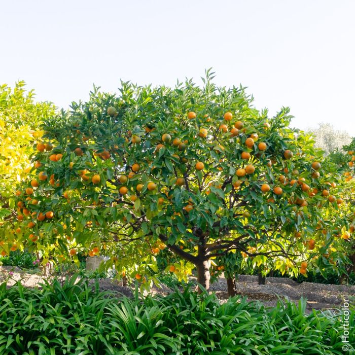 CITRUS SINENSIS (ORANGER)