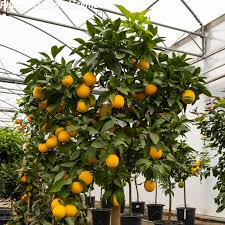 [3209] CITRUS SINENSIS (ORANGER) - QUART TIGE (Persistant, 3 à 5 m)