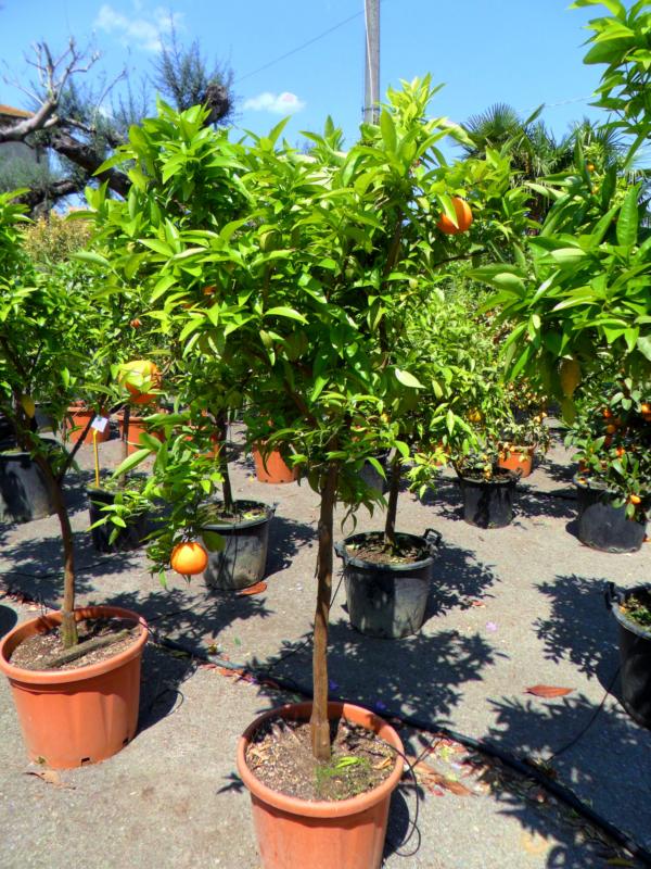 [3208] CITRUS SINENSIS (ORANGER) - DEMI TIGE (Persistant, 3 à 5 m)