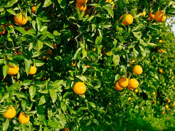 CITRUS SINENSIS WASHINGTON NAVAL - DEMI TIGE