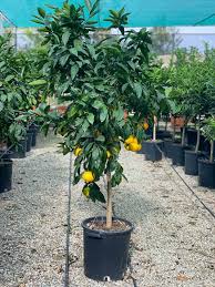 [3221] CITRUS UNSHIU MIYAGAWA - DEMI TIGE (Persistant, 3 à 5 m)