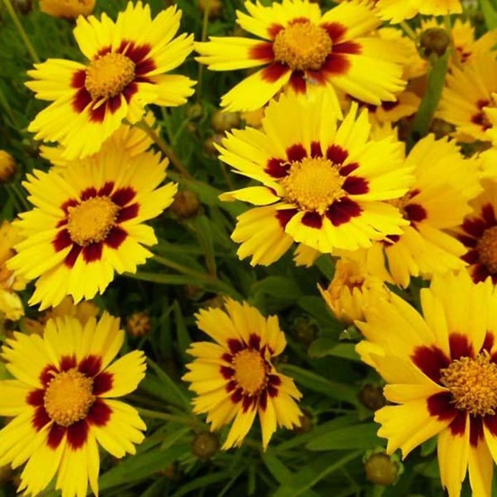 [3340] COREOPSIS GRAND. BABY GOLD (Caduc, 50/100)