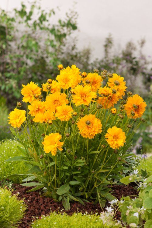 [3342] COREOPSIS GRANDIFLORA SUNRAY JAUNE (Caduc, 50/100)