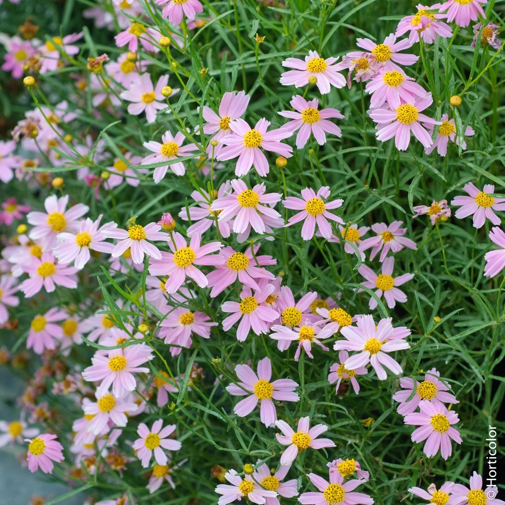 [3344] COREOPSIS VERT.AMERICAN DREAM (Caduc, 50/100)