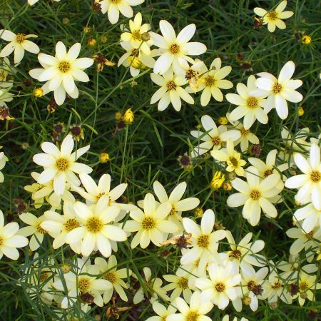 COREOPSIS VERT.MOONBEAN