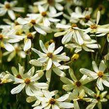 COREOPSIS VERT.MOONBEAN JAUNE BEURE