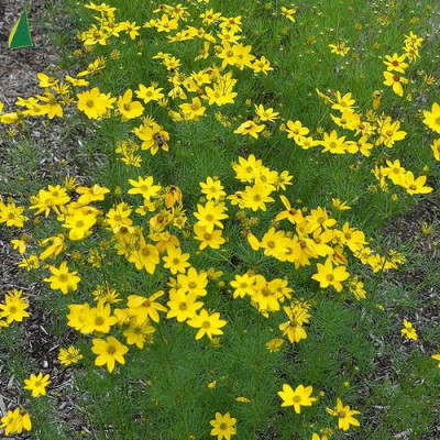 [3348] COREOPSIS VERT.ZAGREB NAIN (Caduc, 20/50)