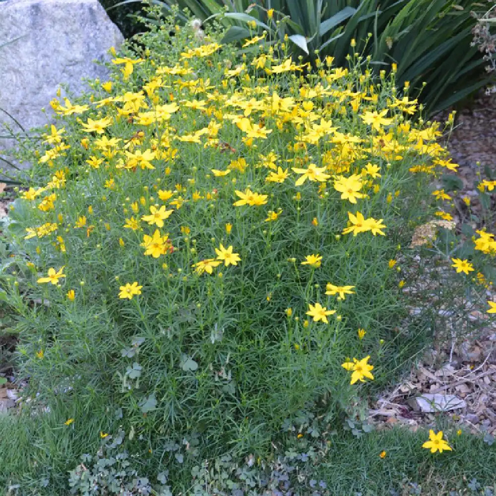 COREOPSIS VERTICILLATA JAUNE