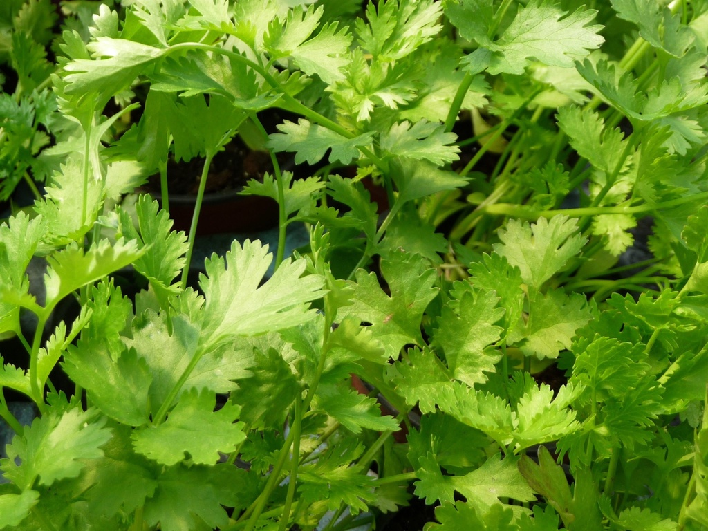 CORIANDRUM (CORIANDRE)