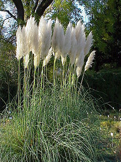 [3586] CORTADERIA SELLOANA (GYNERIUM ARGENTEUM) (Persistant, 150/200)