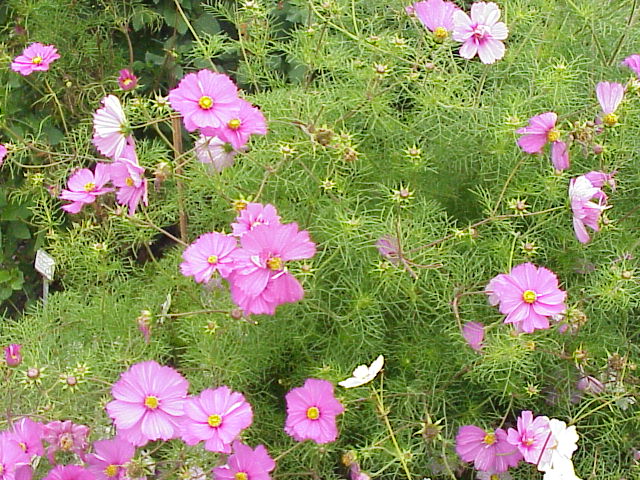 COSMOS BIPINATUS