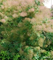 COTINUS COGGYGRIA