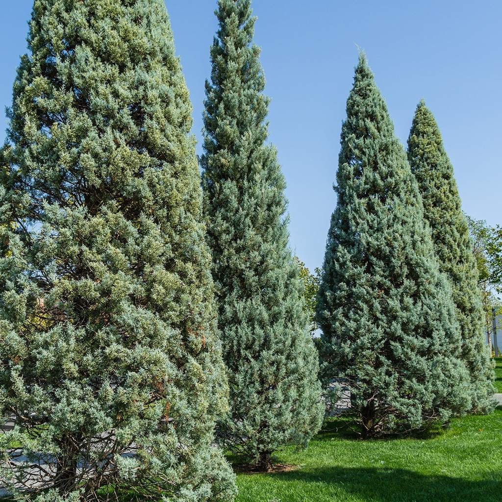 [3885] CUPRESSUS ARIZONICA FASTIGIATA - DEMI TIGE (Persistant, 5 à 10 m)