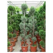 CUPRESSUS ARIZONICA FASTIGIATA - POMPONS