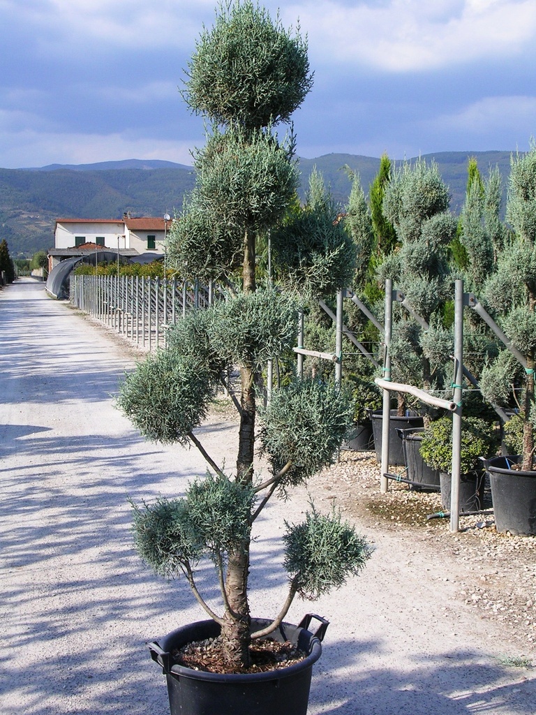 CUPRESSUS ARIZONICA FASTIGIATA - MINI POMPONS