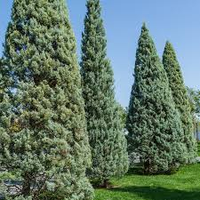 CUPRESSUS ARIZONICA FASTIGIATA - QUART TIGE