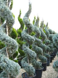 CUPRESSUS ARIZONICA FASTIGIATA - SPIRALE