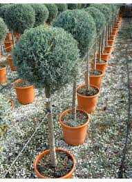 [3892] CUPRESSUS ARIZONICA FASTIGIATA - TIGE BOULE (Persistant, 5 à 10 m)