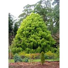 [3926] CUPRESSUS MACROCARPA AUREA -LUTEA (Persistant, 10 à 20 m)