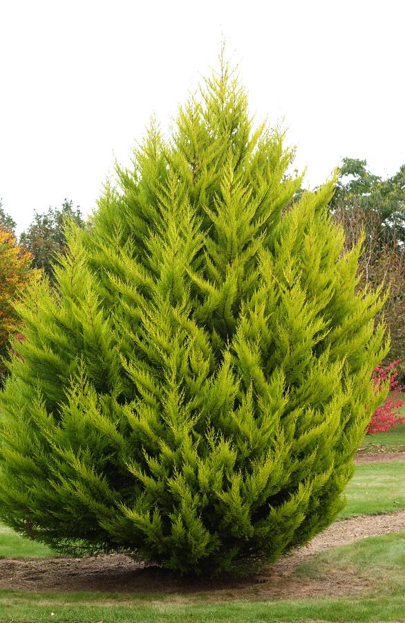 CUPRESSUS MACROCARPA GOLDCREST