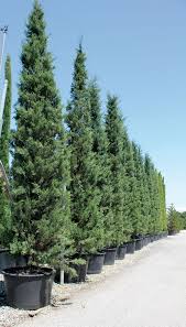 CUPRESSUS SEMPERVIRENS "AGRIMED N.1"