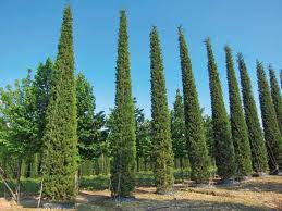 CUPRESSUS SEMPERVIRENS "AGRIMED N.1" - SPIRALE