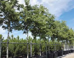 CUPRESSUS SEMPERVIRENS "AGRIMED N.1" - DEMI TIGE