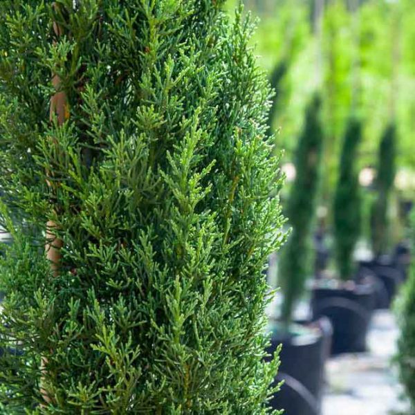 CUPRESSUS SEMPERVIRENS "BOLGHERI" - DEMI TIGE