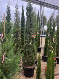 CUPRESSUS SEMPERVIRENS "BOLGHERI" - DEMI TIGE CONE