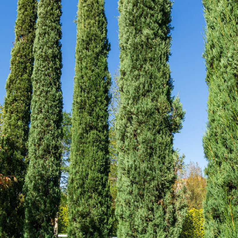 CUPRESSUS SEMPERVIRENS BLUE SKY
