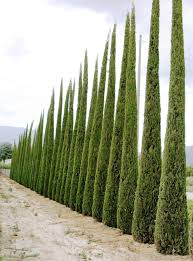 CUPRESSUS SEMPERVIRENS MEDITERRANEO
