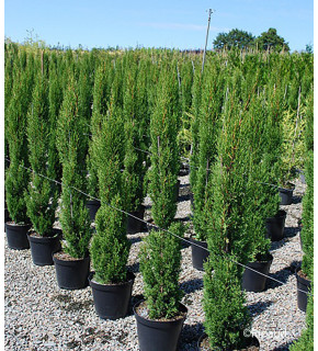 CUPRESSUS SEMPERVIRENS SANCOREY