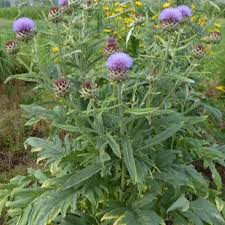 [4066] CYNARA CARDUNCULUS (Caduc, 100/150)