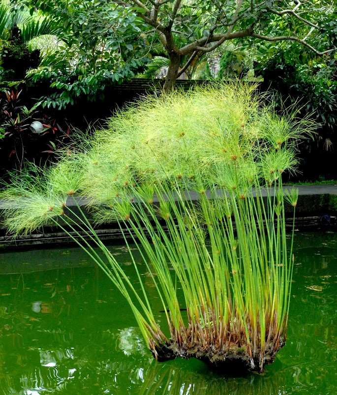 CYPERUS PAPYRUS