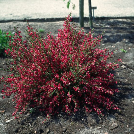 [4078] CYTISUS BOSKOOP RUBY (Caduc, 100/150)