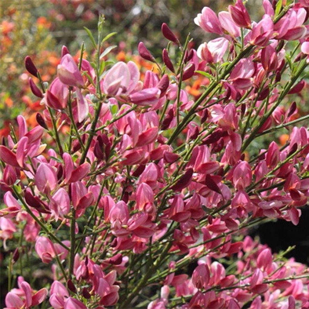 [4080] CYTISUS HOLLANDIA (Caduc, 100/150)