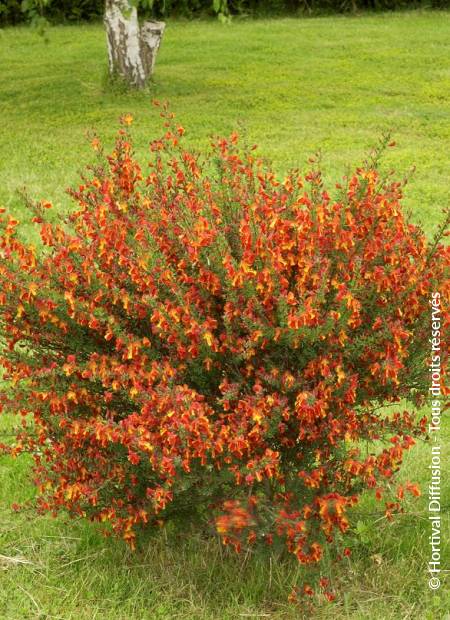 [4082] CYTISUS LENA (Caduc, 100/150)