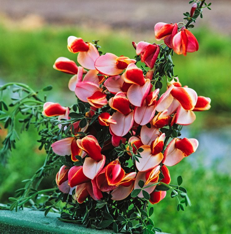 CYTISUS MARIA BURKWOOD
