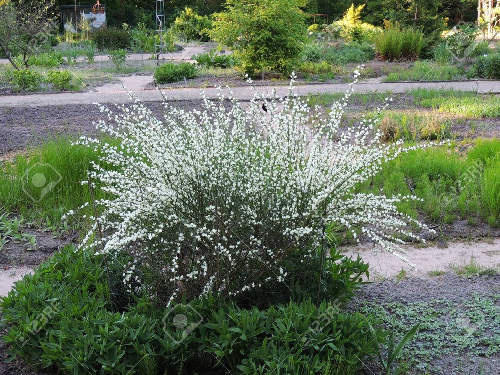 CYTISUS PRAECOX ALBUS