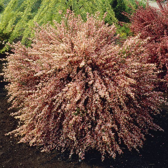[4089] CYTISUS ZEELANDIA (Caduc, 100/150)